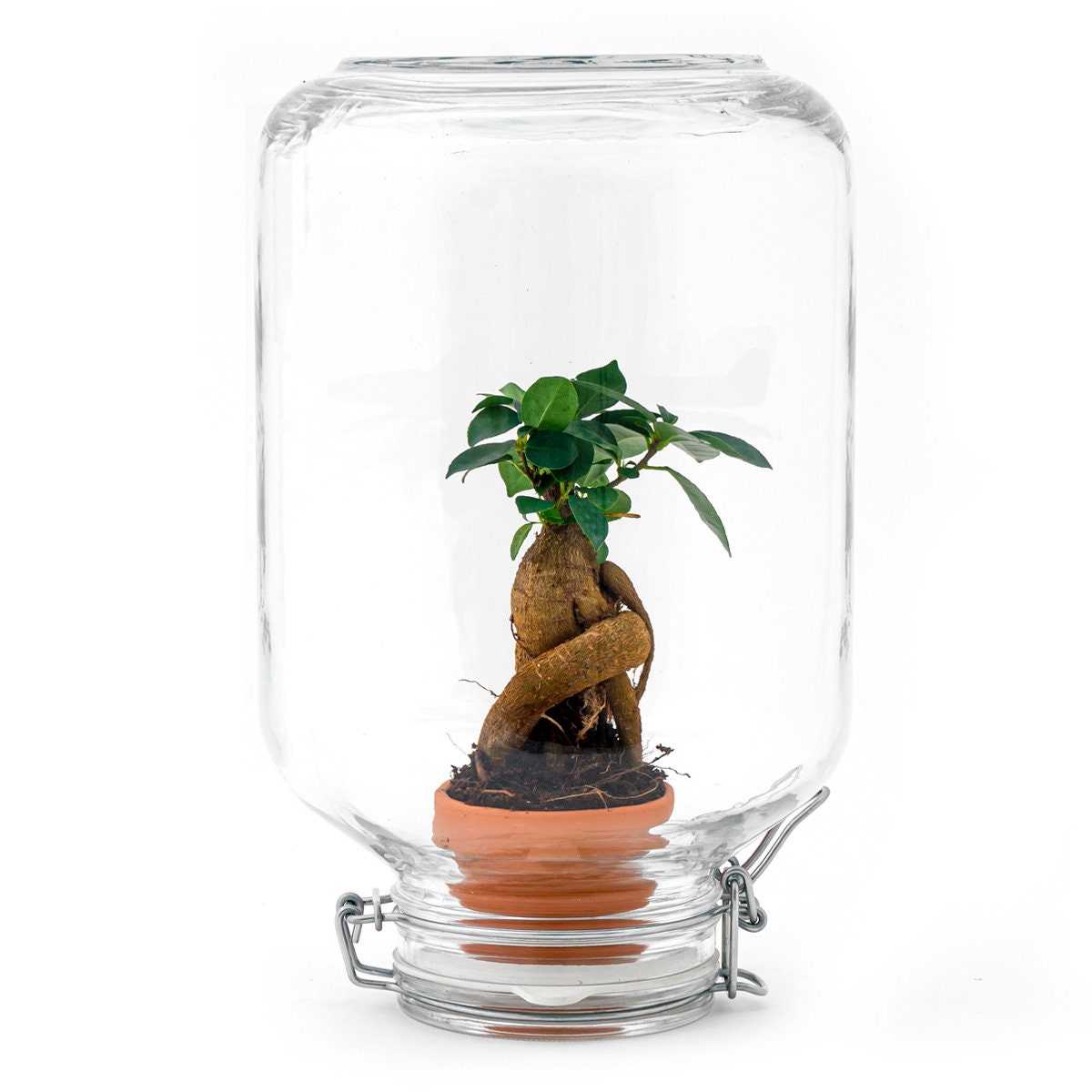 Terrarium Goutte - Ficus ginseng