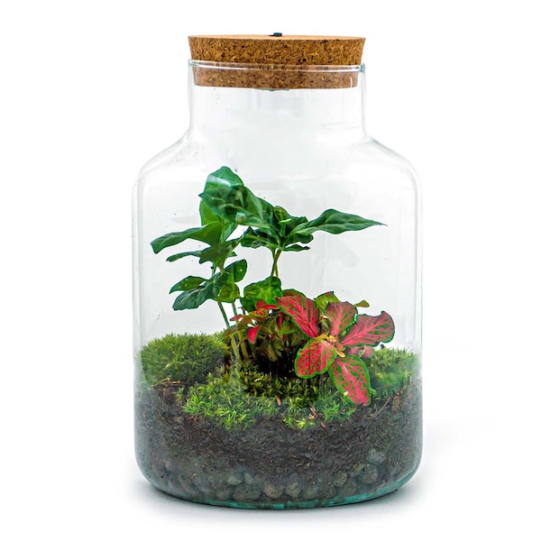 Terrarium DIY Kit • Little Milky + Led light • Ecosystem with plants • ↑ 25 cm