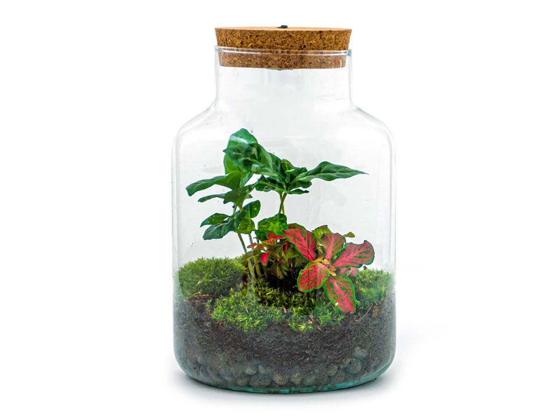 Terrarium DIY Kit Little Milky Bonsai Led light Ecosystem with plants 25 cm Coffea + Red Fit.