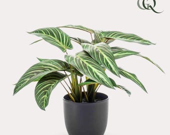 calathea welcher dünger Calathea & Maranta-Erde kaufen? ✓ Schnell versandt – Sybotanica main image 1