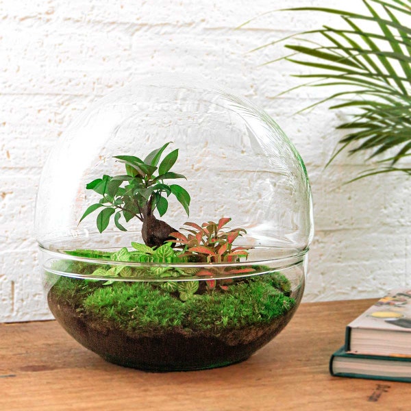 Terrarium DIY Kit • Dome XL Bonsai  • ↑ 30 cm • Ficus Ginseng • Ecosystem with plants • Closed Terrarium • Sphere • Flaschengarten