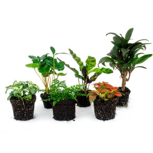 Terrarium plant package Jungle-Boost - 6 plants - Terrarium kit