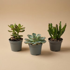 Peut inclure: Trois plantes succulentes en pot dans des pots gris. Les plantes présentent des nuances et des textures vertes variées, l'une avec des feuilles arrondies, une autre en forme de rosette et la troisième avec des projections en forme de doigts. Les pots sont sur un fond neutre.