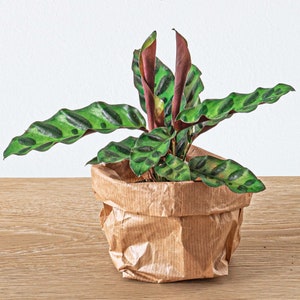 Calathea Lancifolia | Peacock Plant | Rare Calathea | Baby Plant | House plant | Terrarium Plant | Pet Safe Plant