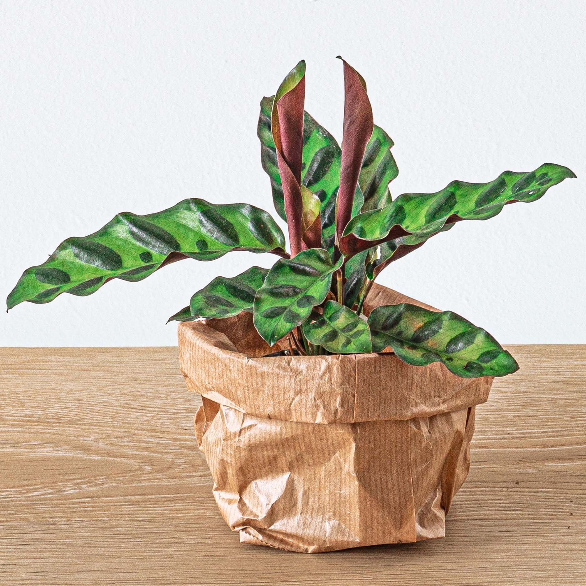 Peacock calathea - Etsy.de