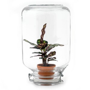 May include: A clear glass terrarium with a hinged lid, housing a small potted plant. The plant has green and burgundy leaves. The terracotta pot sits inside the glass container, creating a miniature indoor garden. The terrarium is on a white background.