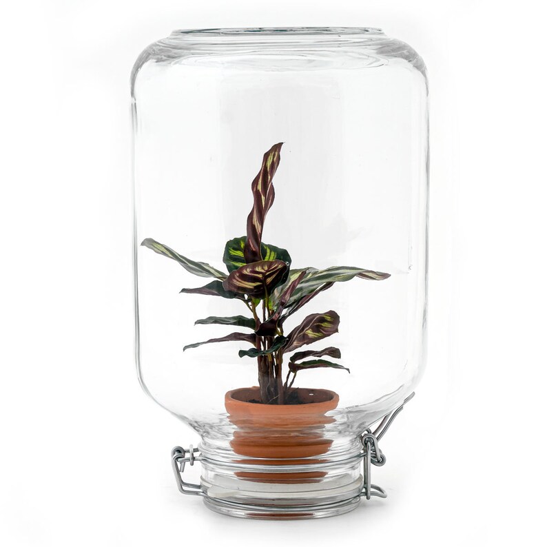 May include: A clear glass terrarium with a hinged lid, housing a small potted plant. The plant has green and burgundy leaves. The terracotta pot sits inside the glass container, creating a miniature indoor garden. The terrarium is on a white background.