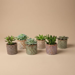 Può includere: Una collezione di piccole piante grasse in vasi di ceramica. I vasi sono in tonalità di grigio, verde e viola, con superfici strutturate e bordi color oro. Le piante hanno foglie verdi e sono disposte su uno sfondo neutro.