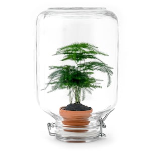May include: A clear glass terrarium with a hinged lid houses a small green plant in a terracotta pot. The plant has delicate, feathery foliage. The terrarium is on a white background.