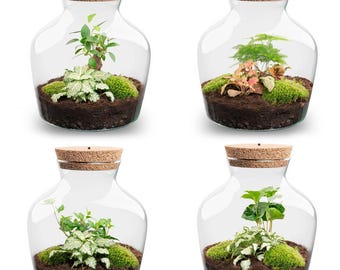 Flaschengarten • ↑ 21.5 cm • Little Joe • Pflanzenterrarium mit Pflanzen im Glas • Ökosystem mit Pflanzen • DIY terrarium set