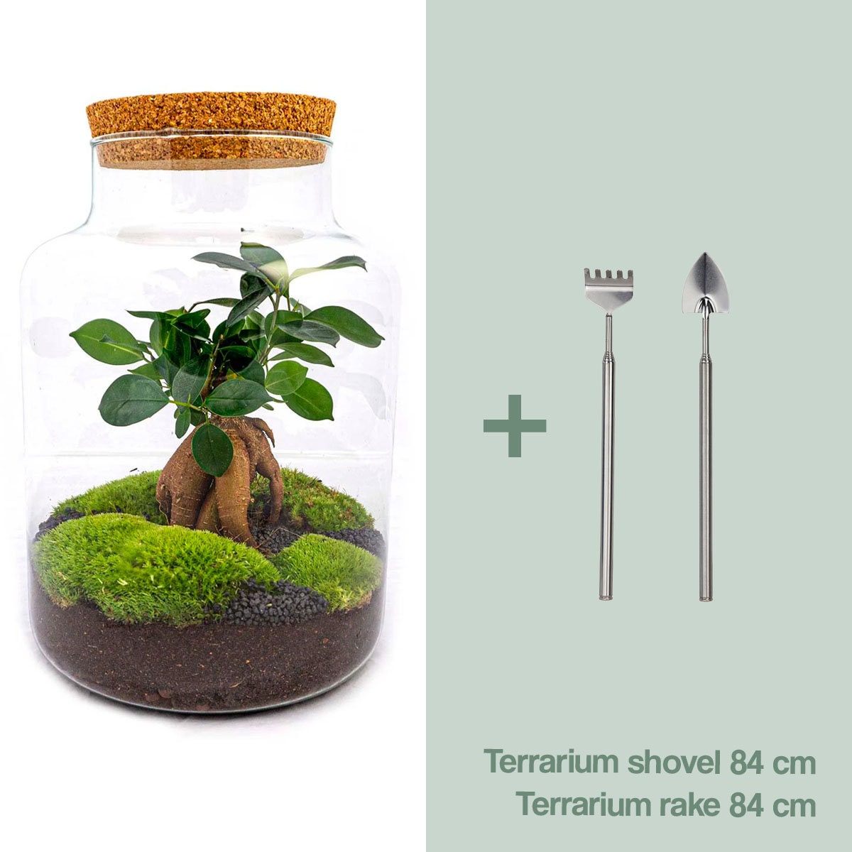 Terrarium Goutte - Ficus ginseng