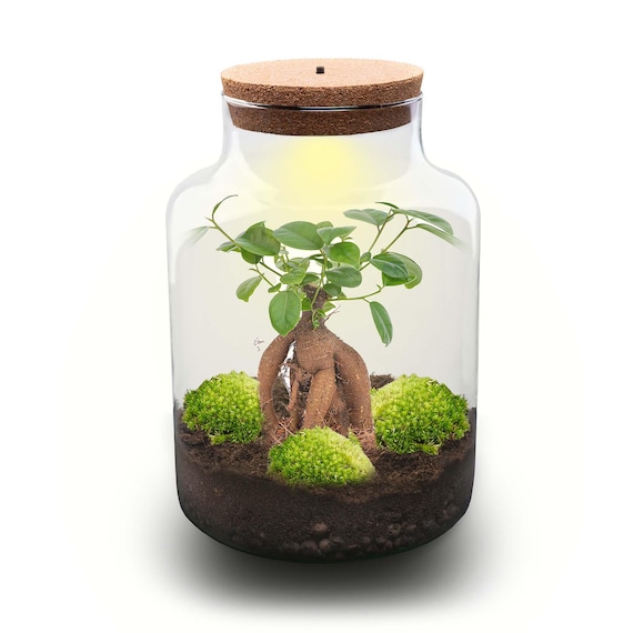 Flaschengarten   30 cm  Milky Ficus Ginseng Bonsai  Pflanzenterrarium  mit Pflanzen im Glas  kosystem mit Pflanzen  DIY terrarium set - Etsy  sterreich
