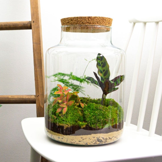 Kit bouteille terrarium / A faire soi-même DIY / 15 litres