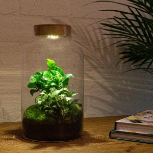 Terrarium • Milky Coffea with light • DIY Bottle garden Kit LED lighting • ↑ 31 cm • Closed Cork Top Terrarium