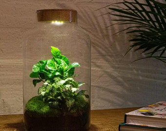 Terrarium • Milky Coffea avec lumière • Kit de jardin de bouteilles DIY Éclairage LED • ↑ 31 cm • Terrarium fermé en liège