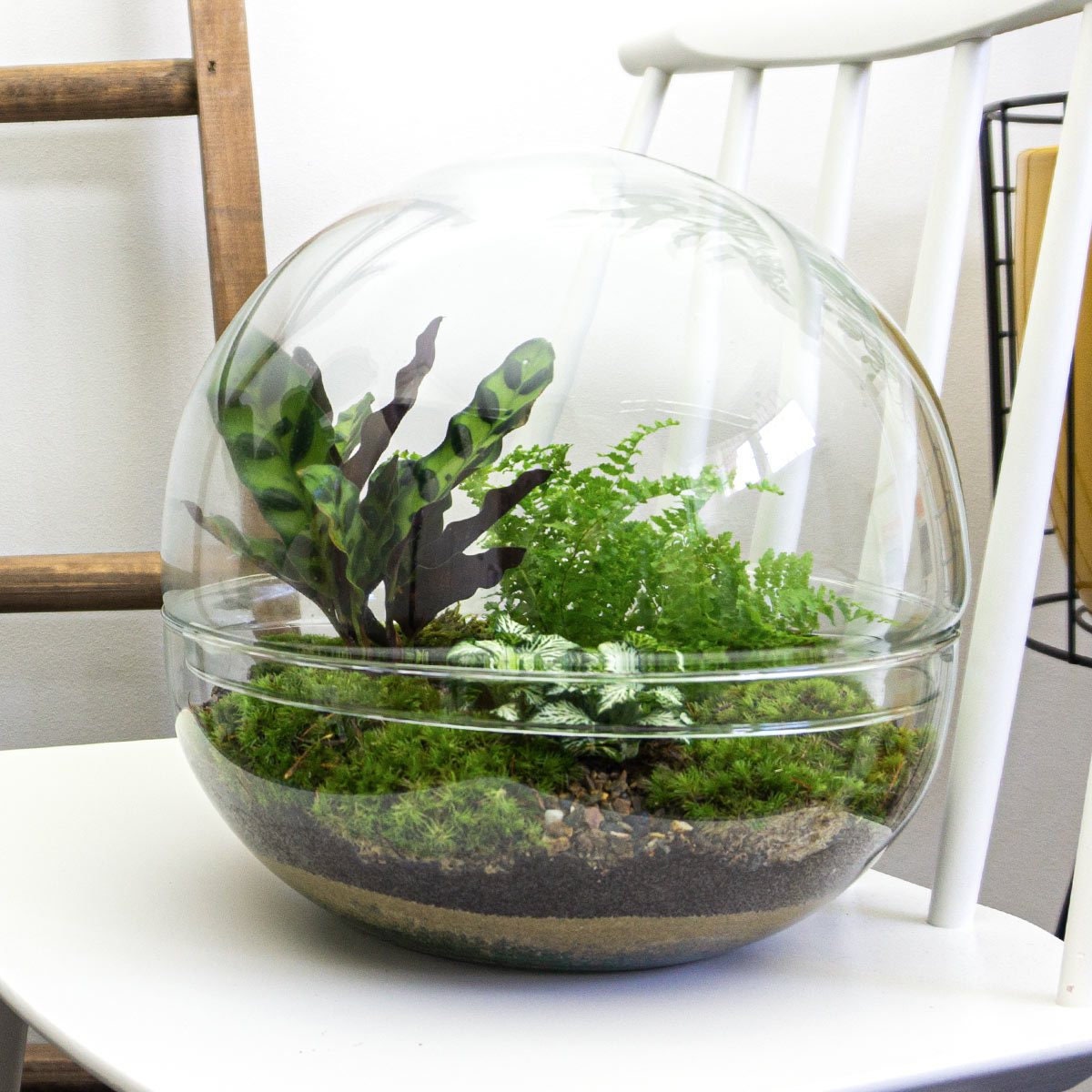 pakket Planten terrarium - Etsy Nederland