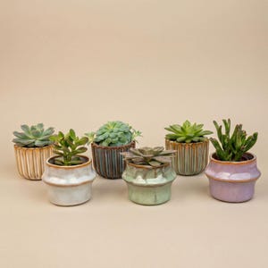 Peut inclure: Sept petits pots en céramique contenant des plantes succulentes. Les pots sont de différentes couleurs, dont crème, vert et violet, et ont une texture côtelée. Les plantes sont vertes et de formes variées.