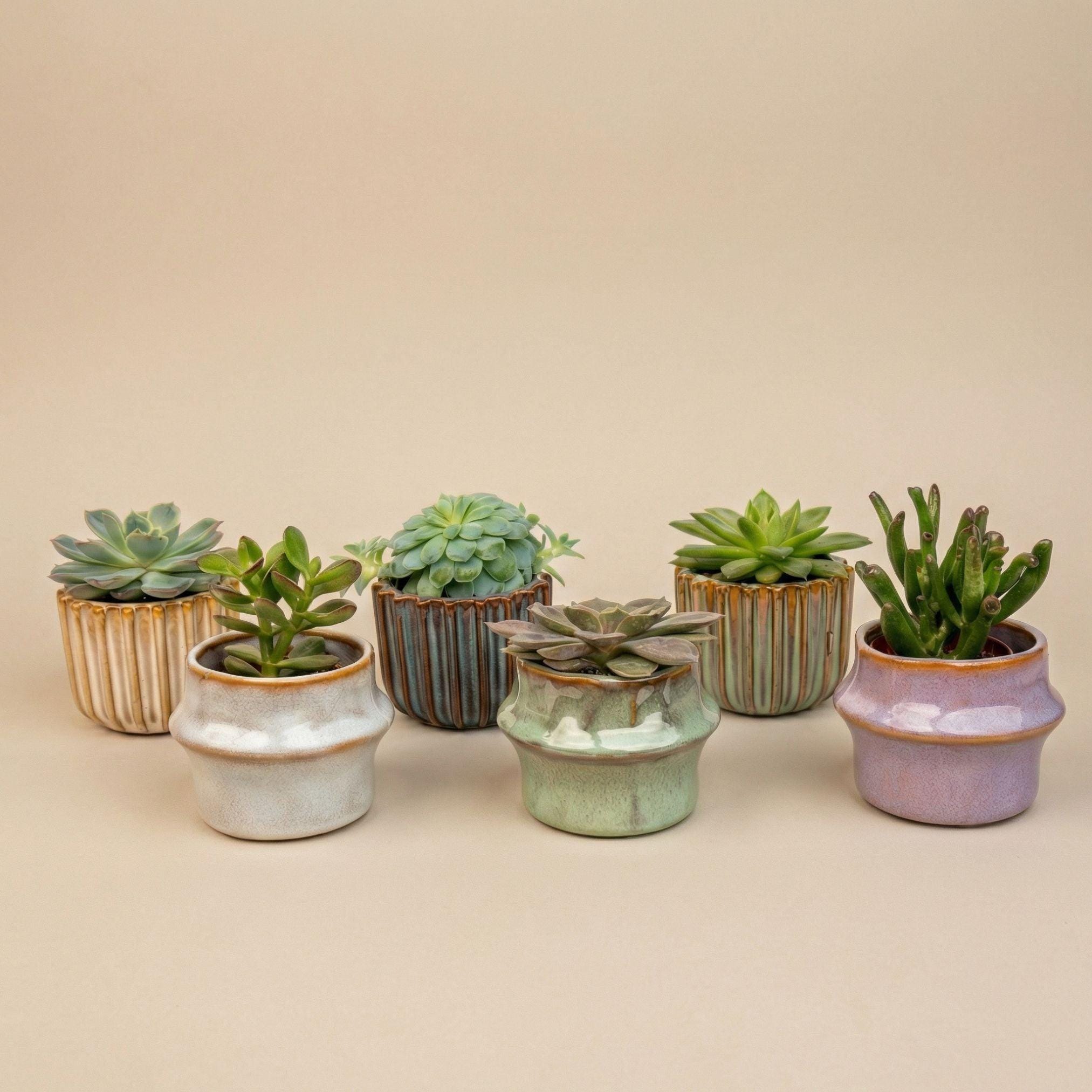 Mini vaso per piante grasse - Italia