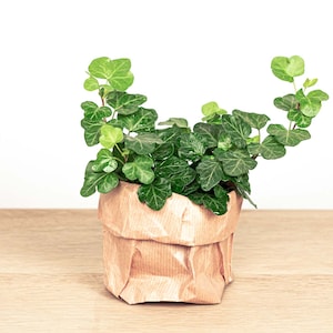 Hedera helix - Ø 6 cm - Plant - Terrarium plant