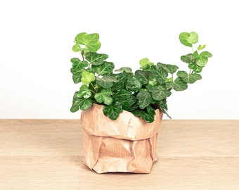 Efeu, Englischer Efeu-Hedera helix Pflanze 50 Samen - Etsy.de