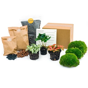 DIY (closed) terrarium refill & starters kit • Coffea Arabica • 3 terrarium plants • Step by step guide • Do-It-Yourself Pack | Gift idea