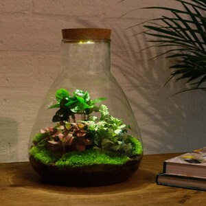 May include: A clear glass terrarium with a cork lid and a small light inside. The terrarium contains green moss, a small green plant, and a pink and green plant.