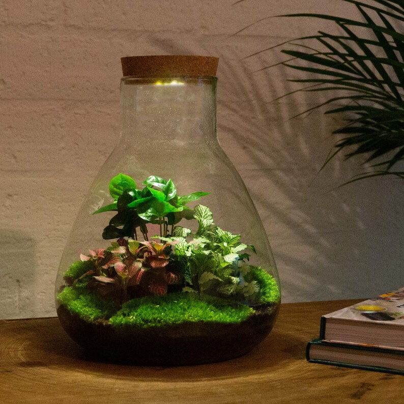 May include: A clear glass terrarium with a cork lid and a small light inside. The terrarium contains green moss, a small green plant, and a pink and green plant.