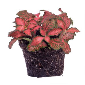 Fittonia red - Mosaic plant - Terrarium plant - Baby - Mini - urbanjngl.com