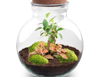 Flaschengarten • ↑ 26.5 cm • Teddy Bonsai • Pflanzenterrarium mit Pflanzen im Glas • Ökosystem mit Pflanzen • DIY terrarium set