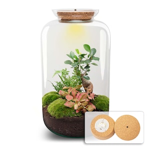 Ecosysteem plant - Sven Bonsai - Planten terrarium - ↑ 43 cm