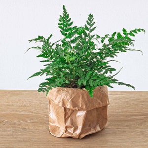 Varen | Athyrium spicatum - terrariumplant | Babyplant | Potmaat 6 - urbanjngl.com