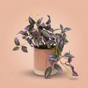 Tradescantia - hangplant in pot - kunstplant- Groen/paars - ↑ 19 cm