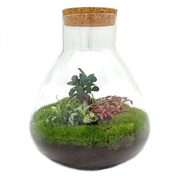 Terrarium DIY Kit • Sam XL with Ficus Ginseng bonsai in jar with cork • Ecosystem with plants  • ↑ 35 cm • Closed Terrarium