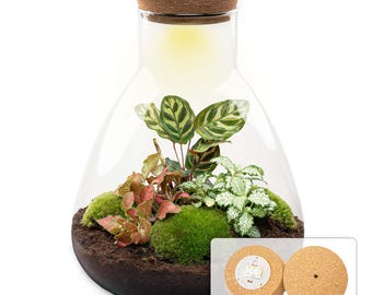 Terrarium • Sam Calathea with light • DIY Bottle garden Kit LED lighting • ↑ 30 cm • Closed Cork Top Terrarium - urbanjngl.com