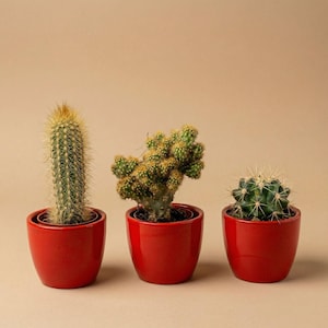 Pode incluir: Três pequenos cactos em vasos de cerâmica vermelhos vibrantes. Os cactos variam em forma e textura, com um alto e espinhoso, um agrupado e um redondo com espinhos visíveis. O fundo é bege neutro.