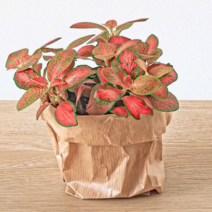 Fittonia Ruby Lime - Red - Orange - Green | Nerve Plant | Terrarium Plant | Baby Plant | House Plant | Mosaic plant - urbanjngl.com