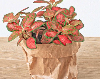 Fittonia Ruby Limette - Rot - Orange - Grün | Nervenpflanze | Terrarium Pflanze | Babypflanze | Zimmerpflanze | Mosaik Pflanze