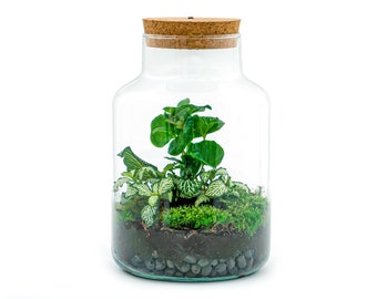 Terrarium DIY Kit • Little Milky + Fittonia + Coffea + Led light • Ecosystem with plants • ↑ 25 cm