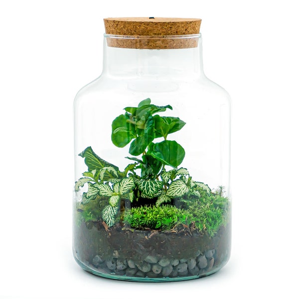 Terrarium DIY Kit • Little Milky + Fittonia + Coffea + Led light • Ecosystem with plants • ↑ 25 cm