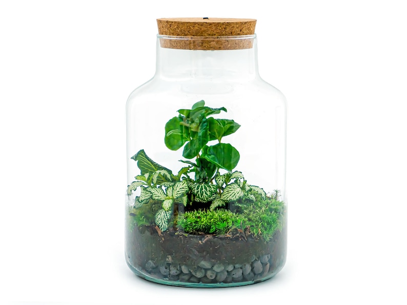 Terrarium DIY Kit Little Milky Bonsai Led light Ecosystem with plants 25 cm Coffea + White Fit.