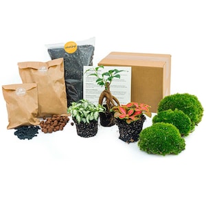 Plant terrarium kit • Bonsai • 3 terrariumplanten • Gesloten terrariumplanten • Doe-Het-Zelf (DIY) Pakket