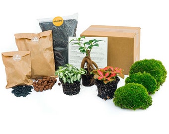 Kit de terrarium pour plantes • Bonsai • 3 plantes de terrarium • Plantes de terrarium fermées • Pack Do-It-Yourself (DIY)