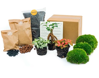 Kit de terrarium pour plantes • Bonsai • 3 plantes de terrarium • Plantes de terrarium fermées • Pack Do-It-Yourself (DIY)