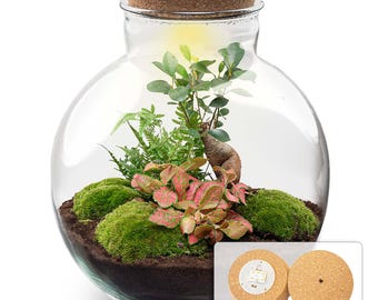 Flaschengarten • ↑ 30 cm • Bolder Bob • Pflanzenterrarium mit Pflanzen im Glas • Ökosystem mit Pflanzen • DIY terrarium set