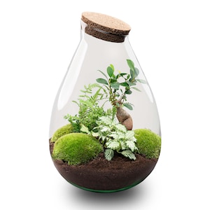 May include: A clear glass terrarium with a cork stopper, filled with a miniature garden. The interior features green moss, small plants, and a tiny tree. The terrarium has a teardrop shape and sits on a white background.