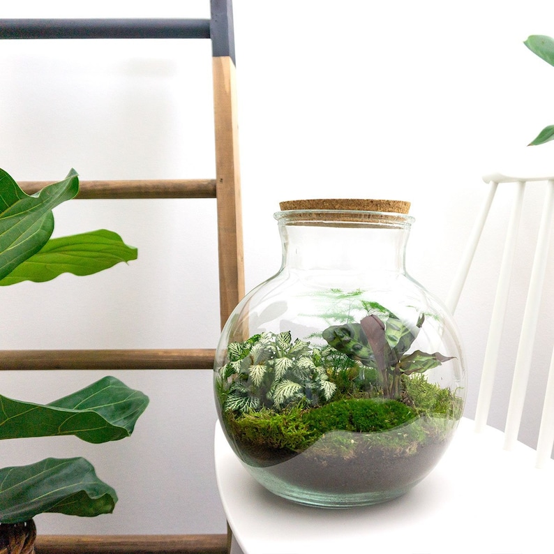 Terrarium DIY Kit Teddy Ecosystem With Plants 265 Cm Etsy