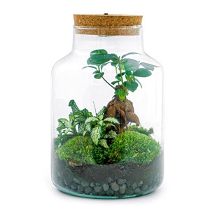 Terrarium DIY Kit • Little Milky + Bonsai + Led-licht • Ecosysteem met planten • ↑ 25 cm