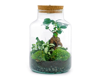 Terrarium DIY Kit • Little Milky + Bonsai + Led-licht • Ecosysteem met planten • ↑ 25 cm