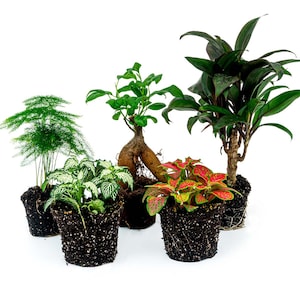 Op de afbeelding: Zes potplanten in verschillende maten en kleuren, waaronder een groene varen, een groen-witte bonte plant, een rood-groene plant, een groene plant met een bruin wortelstelsel en een donkergroene plant met een bruine stam. De planten staan allemaal in zwarte plastic potten en staan op een wit oppervlak.