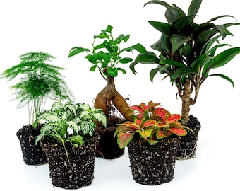 Confezione piante da terrario Ficus Ginseng - 5 piante - Bonsai - Palma - Asparago - 2x Fittonia - Kit terrario - Bonsai